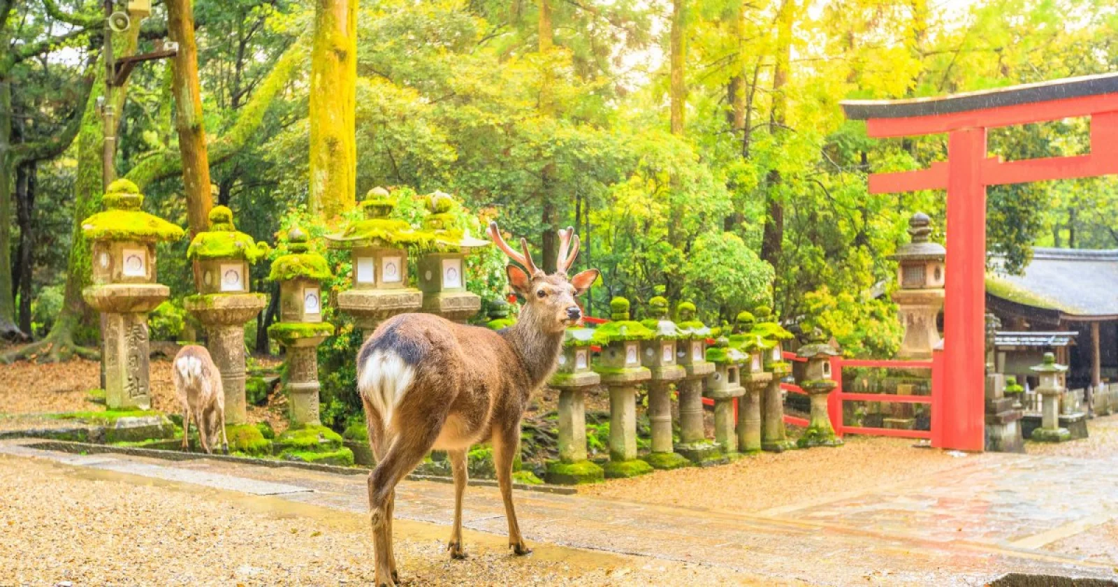 Japón Esencial: Primavera 2027
